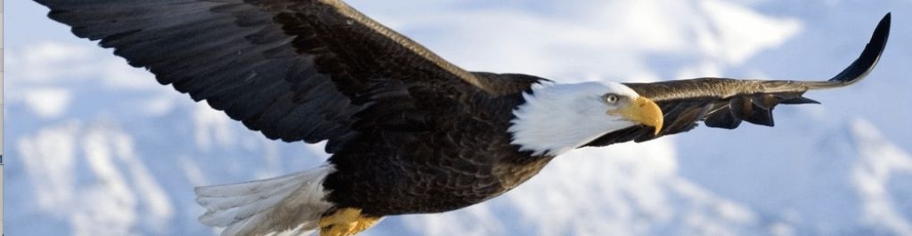 The Eagle Who Thought He Was a Chicken